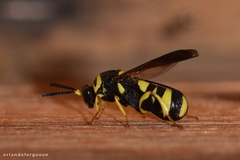 Leucospis