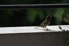 Passer domesticus