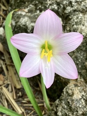 Zephyranthes robusta