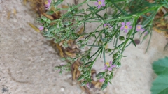 Spergularia bocconei