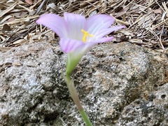 Zephyranthes robusta