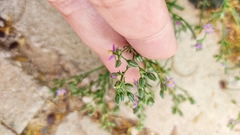 Spergularia bocconei