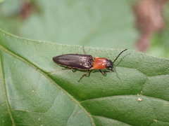 Ludioschema obscuripes