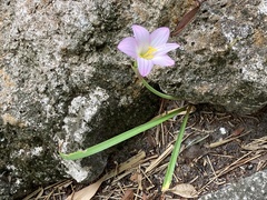 Zephyranthes robusta