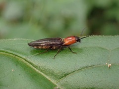 Ludioschema obscuripes