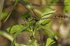 Ophiogomphus rupinsulensis