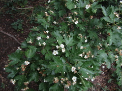 Crataegus ucrainica