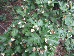 Crataegus ucrainica