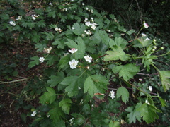 Crataegus ucrainica