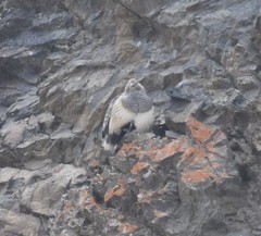 Tetraogallus altaicus