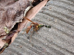 Polistes japonicus