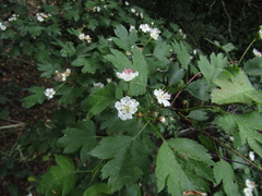 Crataegus ucrainica