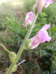 Antirrhinum barrelieri
