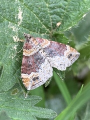 Xanthorhoe spadicearia