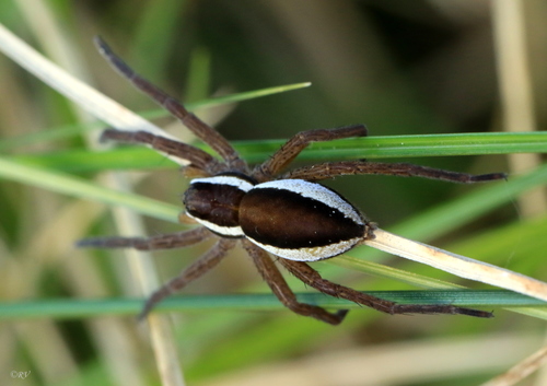 Raft Spider, Tauragės r. sav., Lietuva, photo 7 of 10