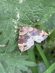 Xanthorhoe spadicearia