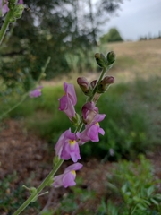 Antirrhinum barrelieri