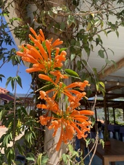 Pyrostegia