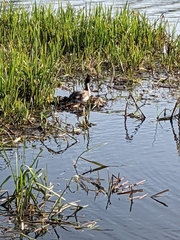 Podiceps cristatus