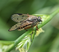 Rhagio vitripennis