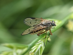 Rhagio vitripennis