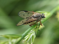 Rhagio vitripennis