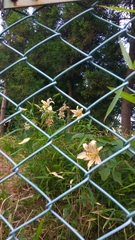Lilium auratum