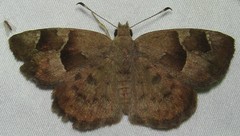 Sarangesa phidyle