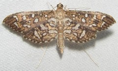 Nausinoe geometralis