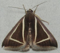 Chalciope delta