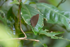 Arhopala aedias