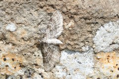 Eupithecia satyrata