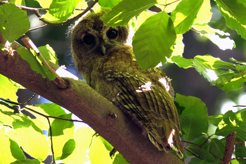 Cárabo común (Strix aluco)