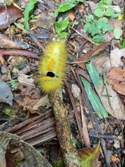 Calliteara horsfieldii