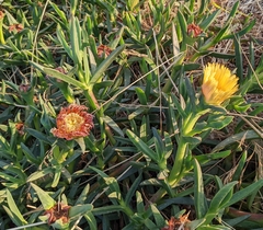 Carpobrotus
