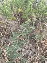 Prosopis reptans