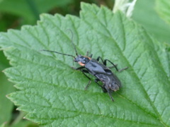 Cantharis obscura