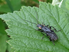 Cantharis obscura