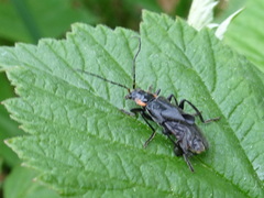 Cantharis obscura
