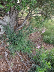 Antirrhinum barrelieri