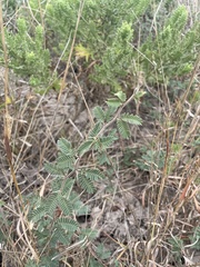 Prosopis reptans