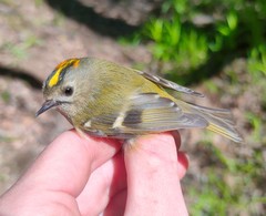 Regulus regulus regulus