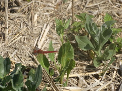 Crocothemis erythraea
