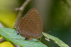 Arhopala aedias