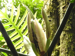Philodendron elegans