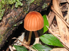 Marasmius berteroi