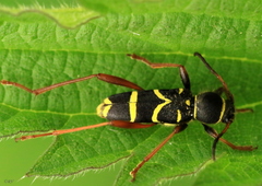 Wasp Beetle - Photo (c) Ramunė Vakarė, some rights reserved (CC BY-NC-SA), uploaded by Ramunė Vakarė