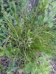 Carex leersii