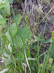 Carex leersii