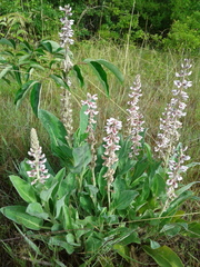 Lupinus villosus